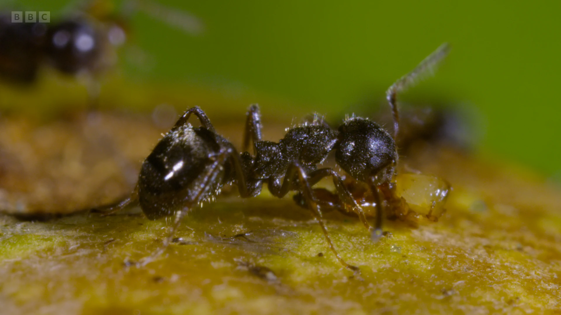 Ant sp. () as shown in A Perfect Planet - The Sun